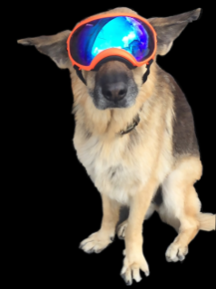 Bild3_Ursula Palla, Hund mit Brille.jpg